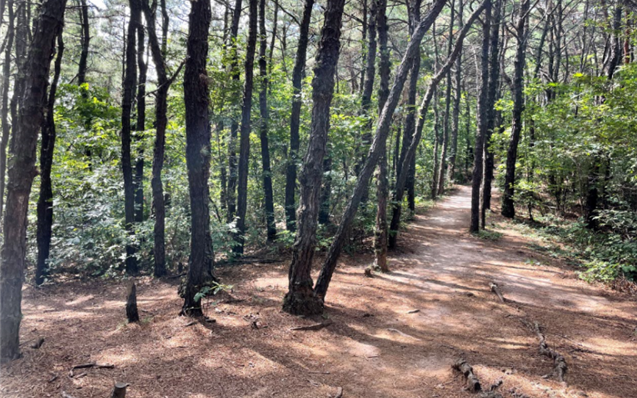 도시자연공원구역 협의매수가 추진 중인 불암산 도시자연공원구역 내 등산로 / 서울시