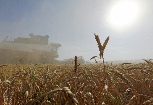 러시아 스타브로폴 지역에서 밀을 수확하는 모습. /로이터연합뉴스