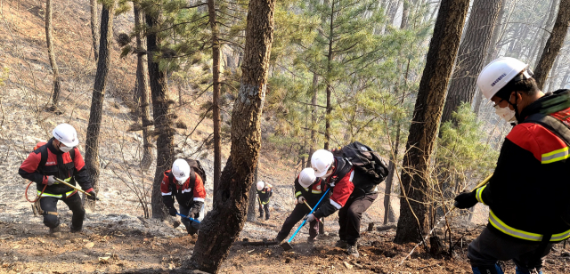 7일 강원 동해시 백봉령 산불 현장에서 산림청 강릉국유림관리소 직원을 비롯한 진화대원들이 잔불 정리를 하고 있다. 동해=연합뉴스