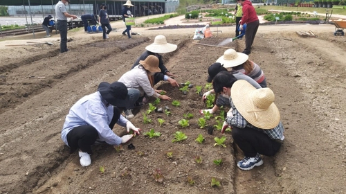 서울 도시농업 전문가 양성교육 참가자들이 밭에서 작물을 가꾸고 있다. 사진 제공=서울시