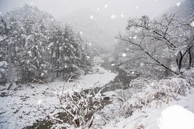 폭설이 쏟아진 19일 강원 고성군 진부령 계곡이 한겨울로 되돌아간 모습이다. 연합뉴스