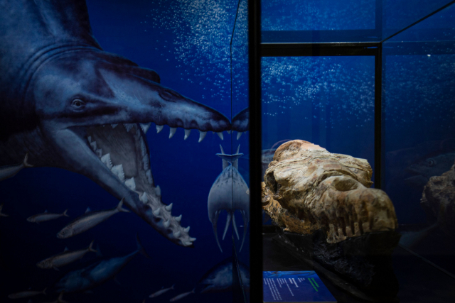 페루 오쿠카헤 사막에서 발견된 ‘바실로사우루스’ 두개골 화석이 17일(현지시간) 리마의 박물관에서 전시되고 있다. AFP연합뉴스