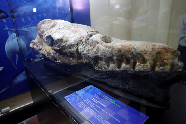 페루 오쿠카헤 사막에서 발견된 ‘바실로사우루스’ 두개골 화석이 17일(현지시간) 리마의 박물관에서 전시되고 있다. 로이터연합뉴스