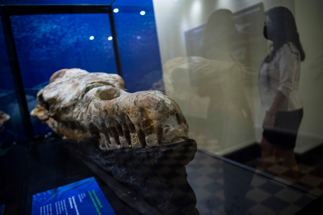 페루 오쿠카헤 사막에서 발견된 ‘바실로사우루스’ 두개골 화석이 17일(현지시간) 리마의 박물관에서 전시되고 있다. AFP연합뉴스