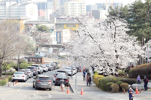 경기도청 벚꽃축제 올해도 개최 않기로…2020년부터 3년 연속 열리지 못해