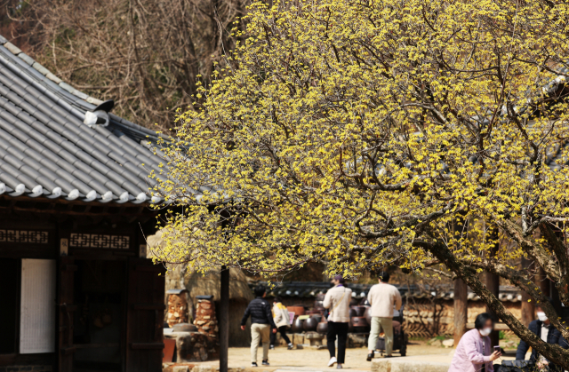 지난 27일 오전 경기도 용인시 한국민속촌을 찾은 시민들이 활짝 핀 산수유꽃 아래에서 봄 정취를 만끽하고 있다. 연합뉴스