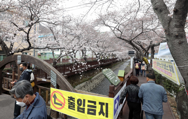 28일 오후 경남 창원시 진해구 여좌천 로망스다리 일대를 찾은 관광객이 벚꽃을 구경하고 있다. /연합뉴스