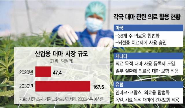 [단독] 산업용 대마 합법화 길 열리나…정부 재배단지 조성 검토