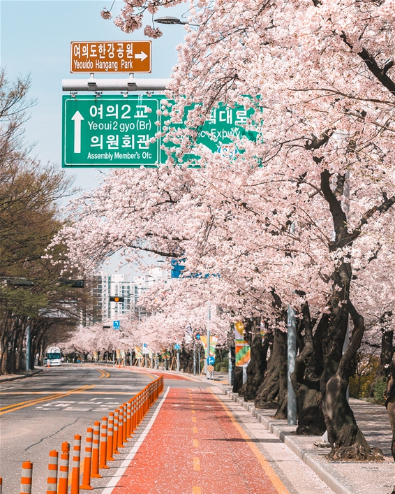 서울 영등포구 여의도 벛꽃길 전경. 사진 제공=영등포구