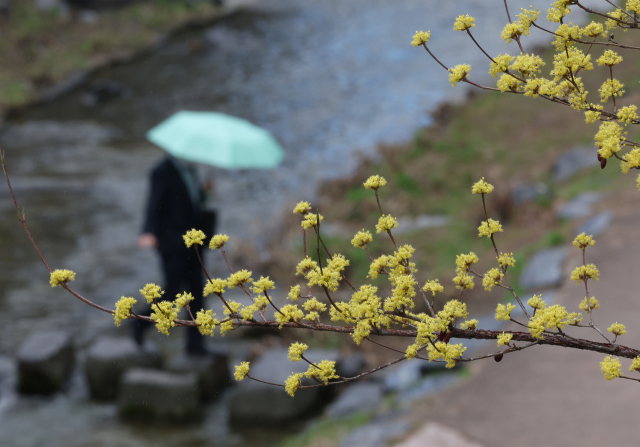 봄비가 내린 30일 오후 서울 청계천 주위에 핀 산수유 아래로 시민이 우산을 쓰고 지나가고 있다. 연합뉴스