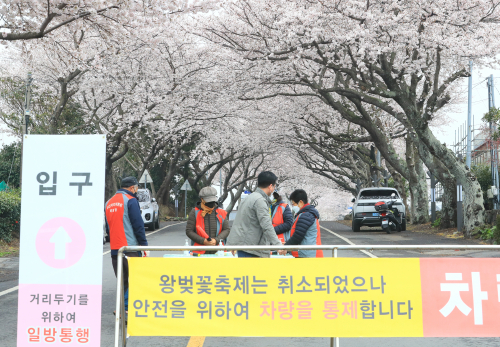 31일 오전 제주시 애월읍 장전리에 왕벚꽃이 만개한 가운데 읍사무소 관계자와 주민들이 관광객이 몰릴 것에 대비해 코로나19 방역 준비를 하고 있다.올해 제주시 왕벚꽃축제는 코로나19 상황으로 인해 취소됐다. 연합뉴스