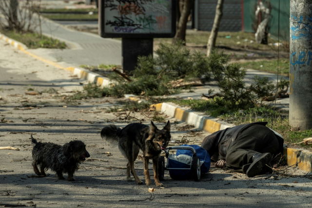 지난 29일 우크라이나 키이브지역의 한 마을에서 길거리를 떠도는 개들. /로이터연합뉴스