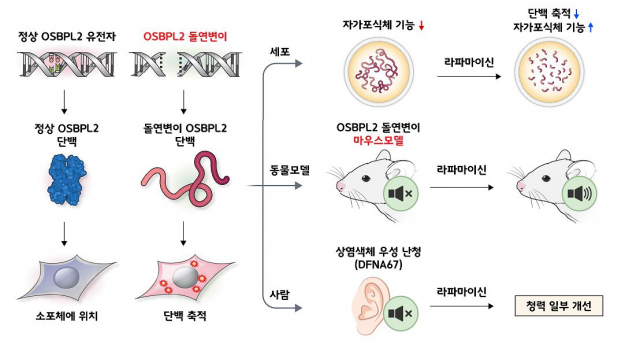 연구팀은 OSBPL2 유전자의 돌연변이가 과발현되는 유전자 변형 마우스를 만들어 관찰했다. 사진 제공=세브란스병원