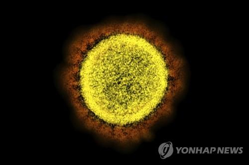 코로나19 바이러스 전자 현미경 사진. 연합뉴스