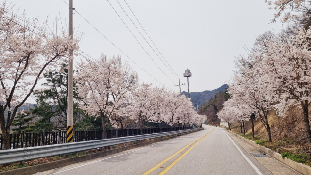 김천시 부항댐 둘레길 주변 8km에 벚꽃이 만발했다. 올해 부항댐 둘레길 벚꽃은 5일부터 만개해 장관을 이루면서 방문객들이 늘어나고있다.