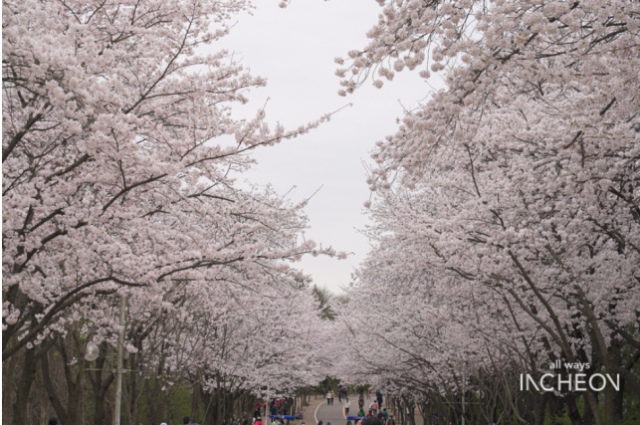 인천대공원 벗꽃 전경. 사진제공=인천시