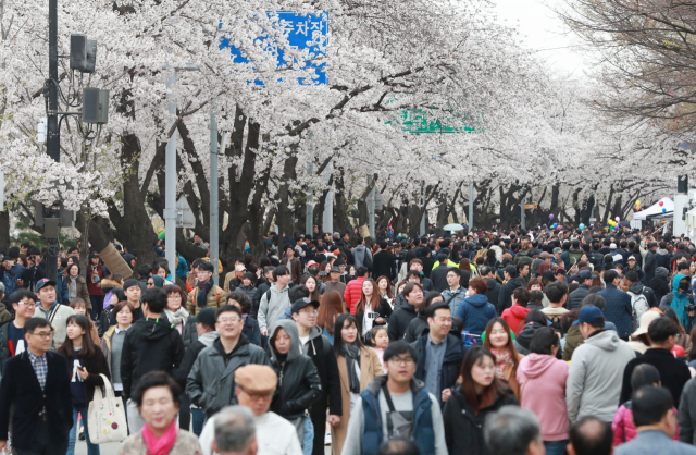 서울의 대표적인 벚꽃 명소인 여의도 윤중로 벚꽃길이 3년 만에 개방된다. 시민들이 2019년 4월 윤중로에서 흐드러지게 핀 벚꽃을 즐기고 있다. 연합뉴스