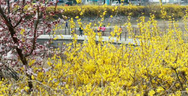 지난 5일 강원 원주시 원주천변에서 개나리와 벚꽃이 핀 길을 시민들이 산책하고 있다. 원주=연합뉴스