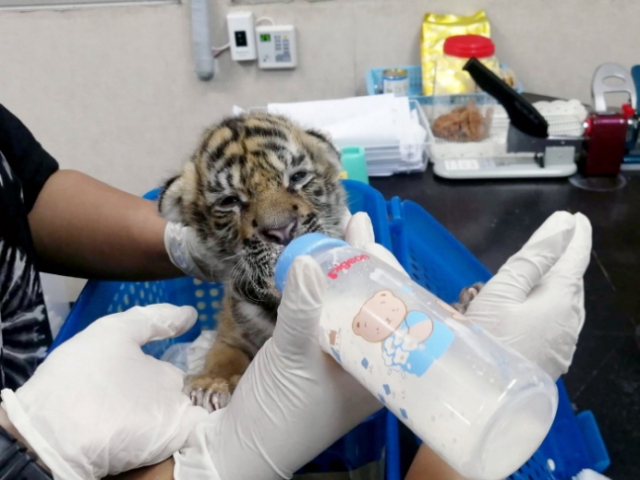 멸종위기종인 새끼 호랑이를 불법으로 판매한 밀매단이 태국 경찰에 체포됐다. EPA 연합뉴스