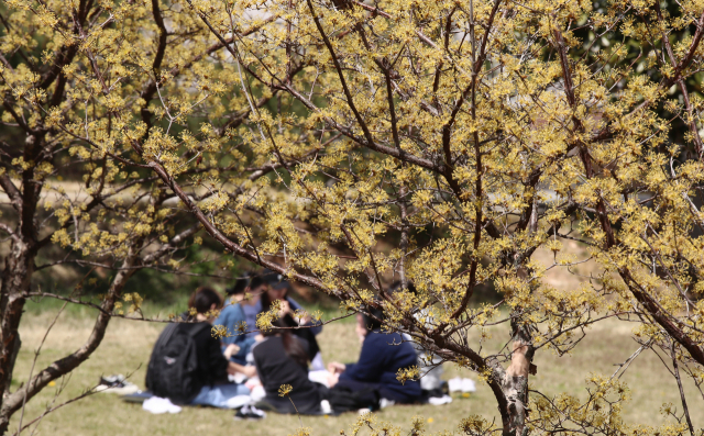 지난 8일 전북 전주시 전주대학교에서 학생들이 산수유꽃 아래서 점심을 먹고 있다./연합뉴스