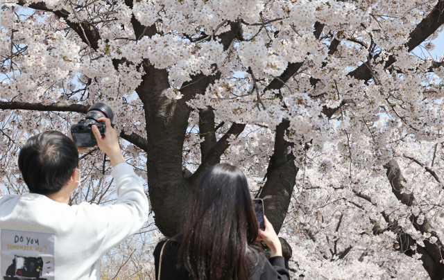 여의도 벚꽃길(여의서로) 개방을 하루 앞둔 지난 8일 오후 교통 통제된 서울 여의서로 벚꽃길에서 시민들이 꽃을 찍고 있다. 연합뉴스