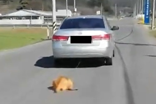 전남에서 한 차량이 강아지를 줄에 매단 채 끌고 가고 있다. 동물권단체 케어 유튜브