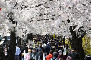 따뜻한 날씨를 보인 8일 서울 영등포구 여의도 윤중로를 찾은 시민들이 벚꽃길을 걸으며 벚꽃을 감상하고 있다. 성형주 기자