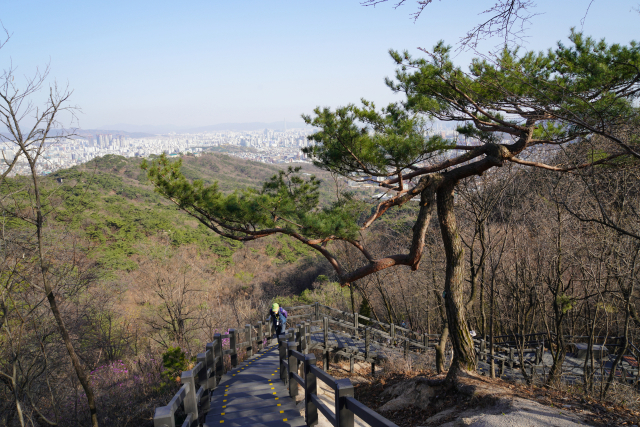 북악산 남측 탐방로의 청운대전망대 부근에 매끈하게 생긴 소나무가 등반객들의 눈을 시원하게 하고 있다. 멀리 보이는 서울 시내 모습도 웅장하다.