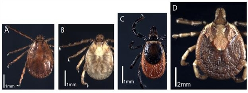 SFTSV 매개 참진드기.(A:작은소피참진드기, B:개피참진드기, C:일본참진드기, D:뭉뚝참진드기)./사진제공=질병관리청