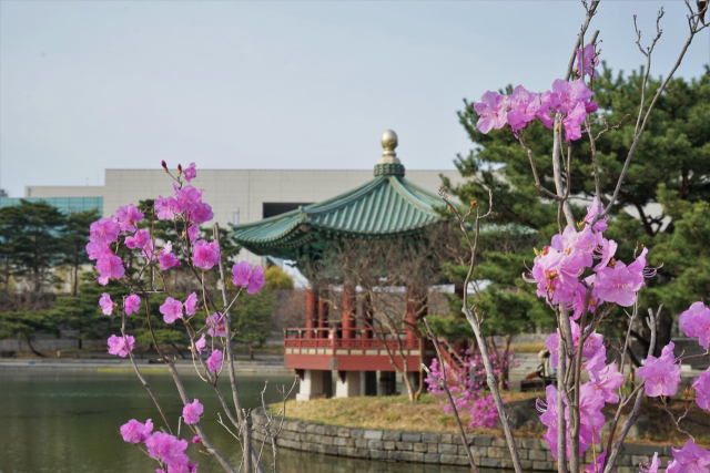 국립중앙박물관의 봄꽃과 청자정. /사진제공=국립중앙박물관