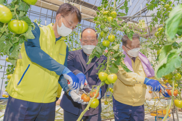 손병환(오른쪽) NH농협금융지주 회장과 임직원 봉사단이 20일 경남 사천시 용현면 소재 토마토 농가 온실에서 토마토를 수확하고 있다. 사진 제공=농협금융