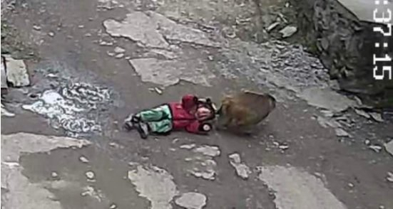 지난 19일 중국 서부 충칭 청커우현의 한 마을에서 야생 원숭이 한 마리가 3살 여자아이를 공격했다. 중국 환구시보 캡처