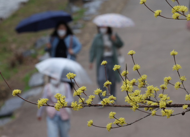 서울 청계천 주위에 핀 산수유 아래로 시민이 우산을 쓰고 지나가고 있다. 연합뉴스