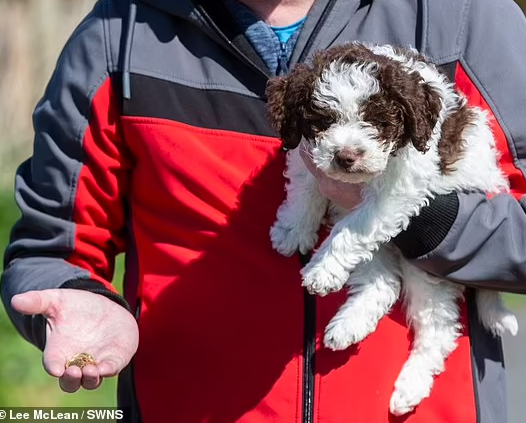 첫 산책 중 금화 15개를 찾은 영국 강아지 '올리'/사진=데일리메일 홈페이지