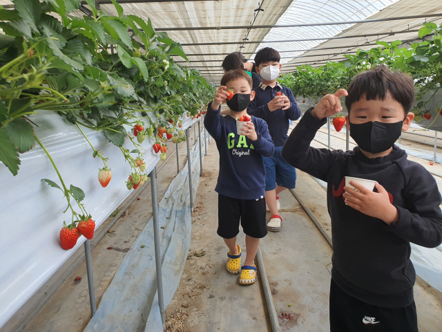 전남 보성군 벌교읍행정복지센터가 지난 23~24일 실시한 지역 특산품 딸기체험에서 한 어린이가 직접 딸기를 따서 들어보이고 있다. /사진제공=보성군