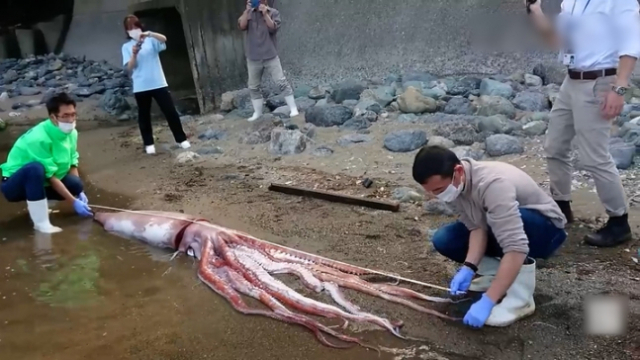 지난 20일 일본 후쿠이현 오하마시의 우쿠해안에서 심해에 서식하는 대왕오징어가 발견돼 당국 관계자가 길이를 확인하고 있다. 마이니치 신문 캡처