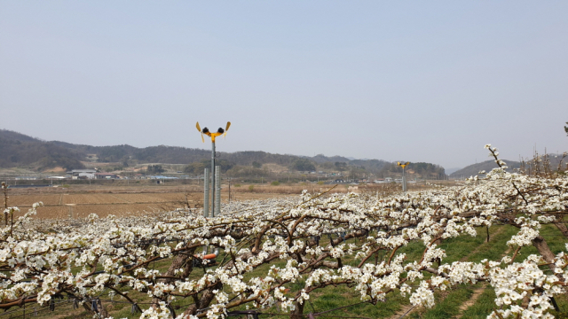 대비배 수출단지가 있는 상주시에 배꽃이 만개한 모습