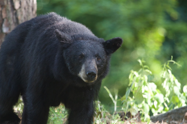 아메리카 흑곰. 아이내추럴리스트(iNaturalist) 홈페이지 캡처