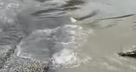 한 낚시꾼이 잡은 물고기를 덮치려는 악어와 이를 뺏기지 않기 위해 버틴 낚시꾼의 영상이 화제를 모으고 있다. 유튜브 캡처
