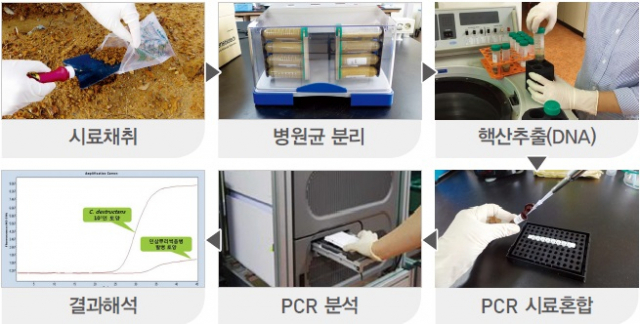 인삼뿌리썩음병 진단모형도