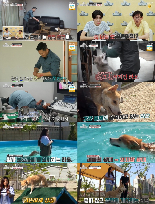 /사진=KBS2 ‘개는 훌륭하다’ 방송 캡처