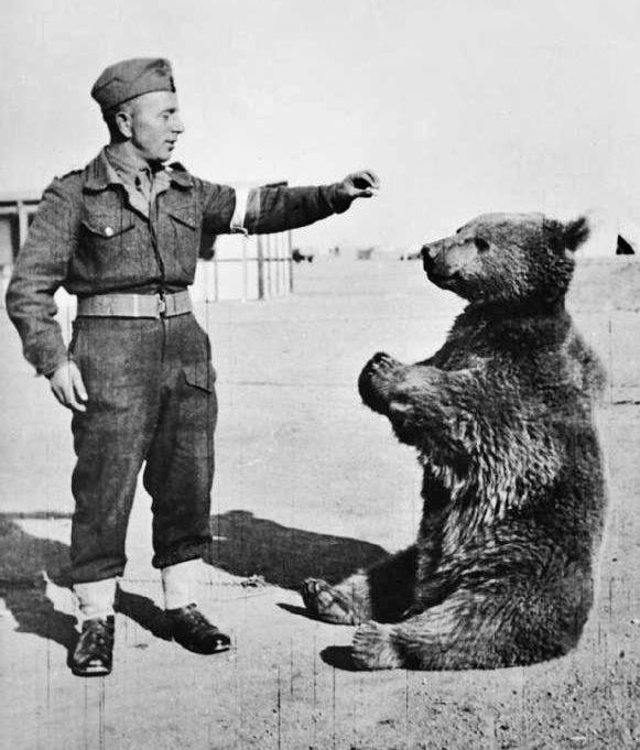 Wojtek by Imperial War Museum