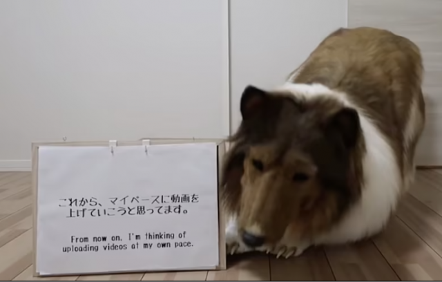 일본인 남성 도코 산씨가 200만엔(약 2000만 원)을 들여 실제 개와 흡사한 콜리 의상을 특수제작하고 입은 모습. 트위터 캡처