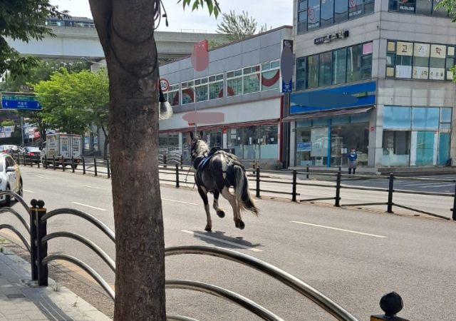 인천의 한 도로에서 말을 타던 60대 남성이 낙마하자 말이 홀로 5㎞가량 도로를 달리는 소동이 빚어졌다. 연합뉴스