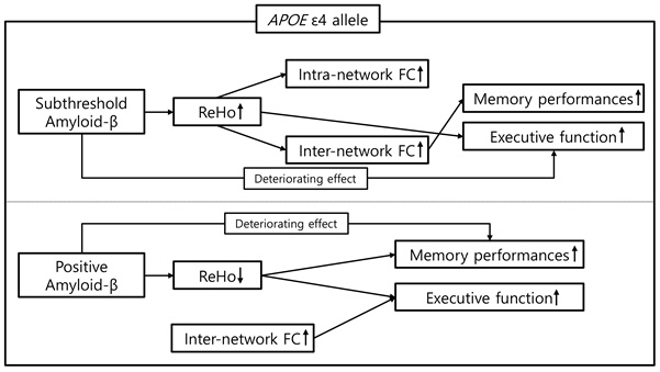 베타 아밀로이드 침착 강도에 따른 아포이4 유전자가 뇌기능 활성화 패턴에 미치는 영향의 차이와 기억력 및 실행 능력 변화에 미치는 영향에 대한 모식도. 사진 제공=여의도성모병원