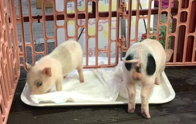 최근 개업한 정육점에서 점포 홍보를 위해 새끼 돼지 두 마리를 좁은 공간에 가둔 영상이 온라인 상에 번지며 공분을 사고 있다. 인스타그램 캡처