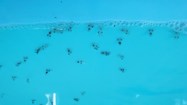 경기도해양수산자원연구소가 부화시킨 어린주꾸미
