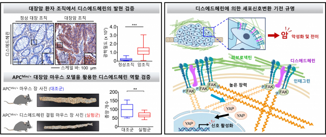 지스트 남정석 교수 연구팀, 암전이 억제 펩타이드 항암제 발굴