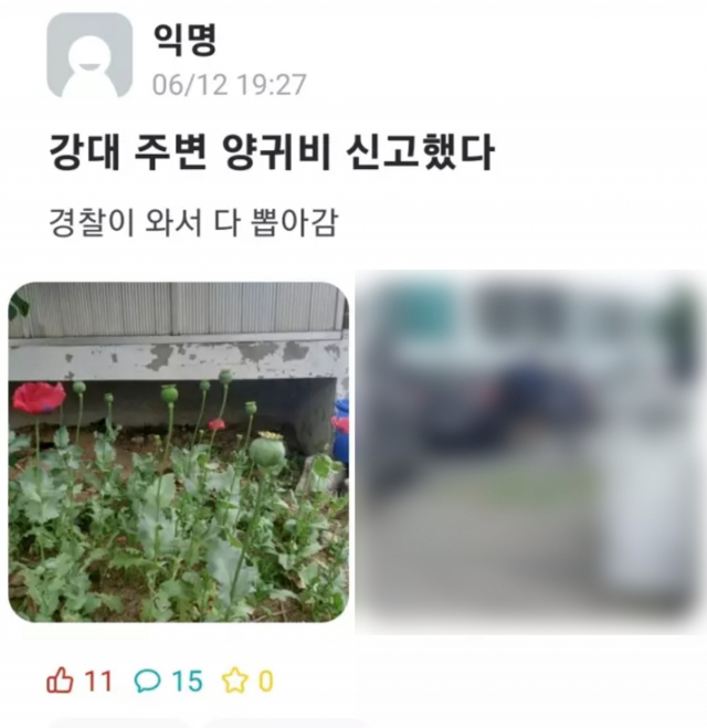 지난 12일 한 온라인 커뮤니티 게시판에 강원대 인근에서 양귀비가 재배돼 신고했다는 글이 올라왔다. 온라인 커뮤니티 캡쳐