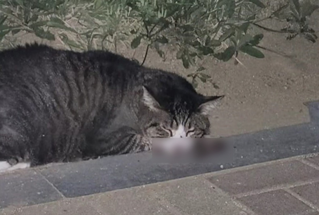 학대 당한 고양이/사진=동물단체 ‘케어’ 인스타그램